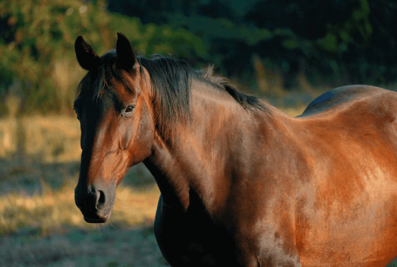 Avocat droit équin Vichy abside avocats